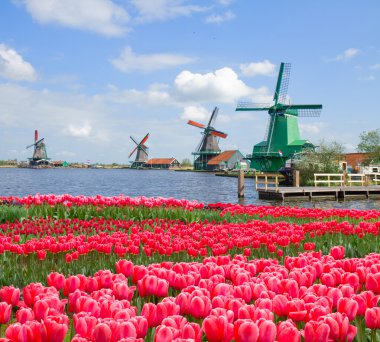 Hollanda yel değirmeni lale tarlasının üzerinde
