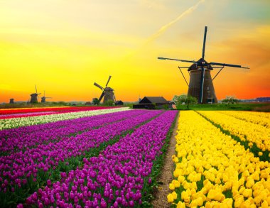 Hollanda yel değirmeni lale tarlasının üzerinde