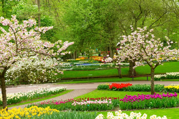 Fleurs de printemps dans le parc holland — Photo
