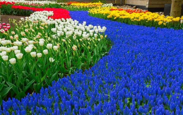 Rivière bleue de fleurs dans le jardin holland — Photo