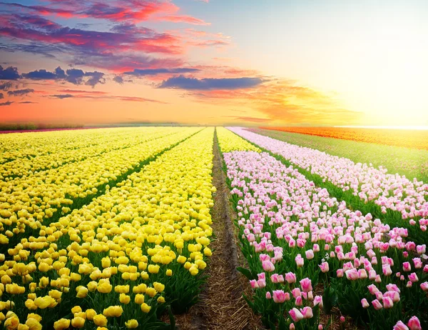 Holenderski różowy pola tulipanów — Zdjęcie stockowe