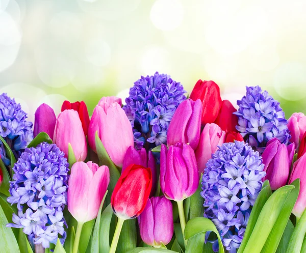 Jacinto azul e tulipas — Fotografia de Stock
