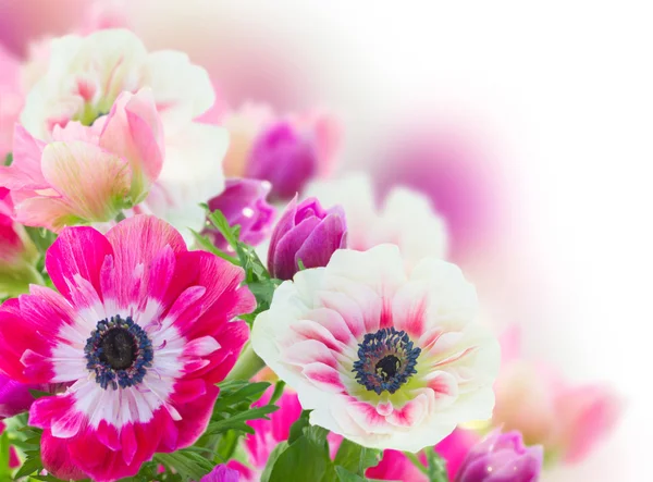 Cacho de flores de anêmona — Fotografia de Stock