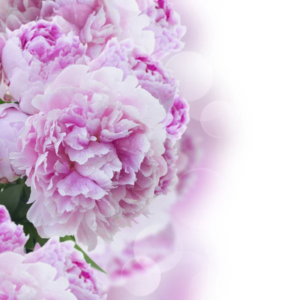 Grens met roze pioenrozen — Stockfoto