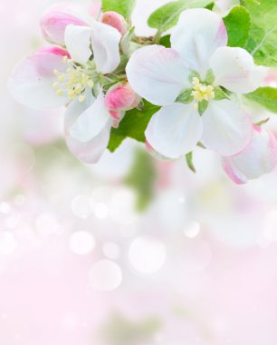 Apple tree blossom clipart