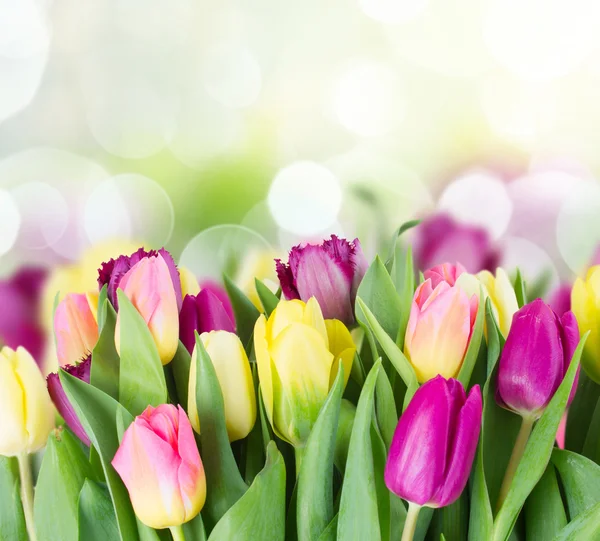 Bouquet of  yellow and purple  tulip flowers — Stock Photo, Image