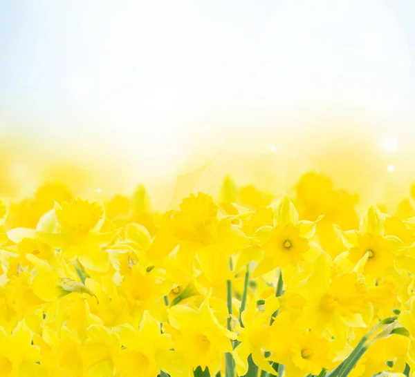 Primavera narciso jardín —  Fotos de Stock