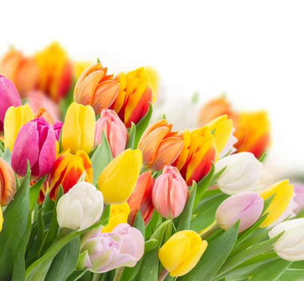 Frische Tulpen anbauen — Stockfoto