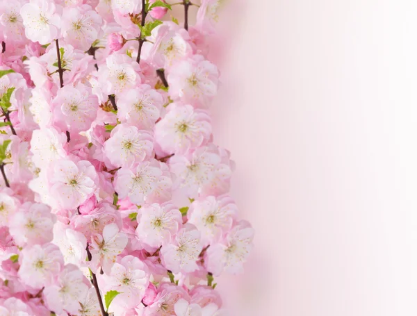 Blossoming pink tree Flowers — Stock Photo, Image