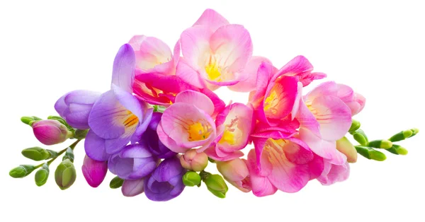 Świeże kwiaty freesia — Zdjęcie stockowe