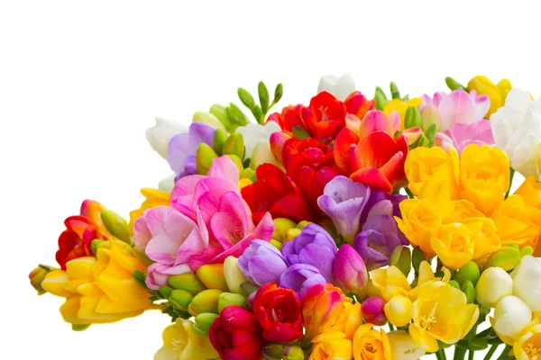 Świeże kwiaty freesia — Zdjęcie stockowe