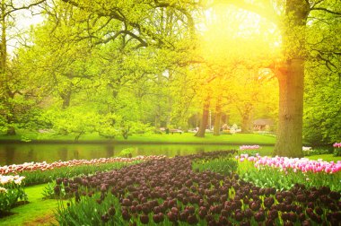 bahar bahçe içinde keukenhof, Hollanda