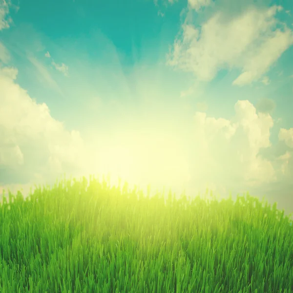 Sol nascente e grama verde sob o céu azul — Fotografia de Stock