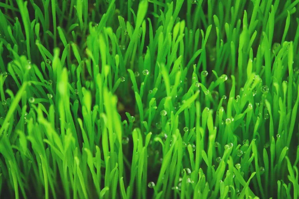 Soft  green grass — Stock Photo, Image