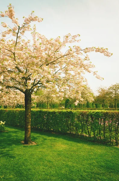 Keukenhof garden, Netherlands — Stok Foto
