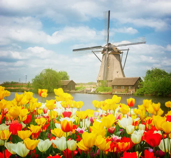 Moulin à vent hollandais sur champ de tulipes — Photo