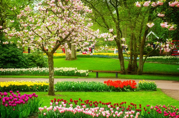 홀랜드 공원에 있는 봄 꽃들 — 스톡 사진