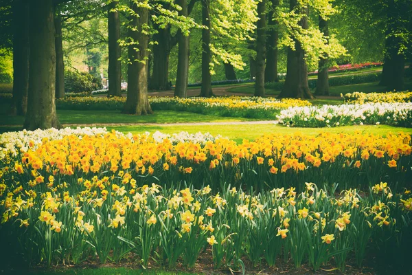 Jonquilles dans le jardin de printemps — Photo