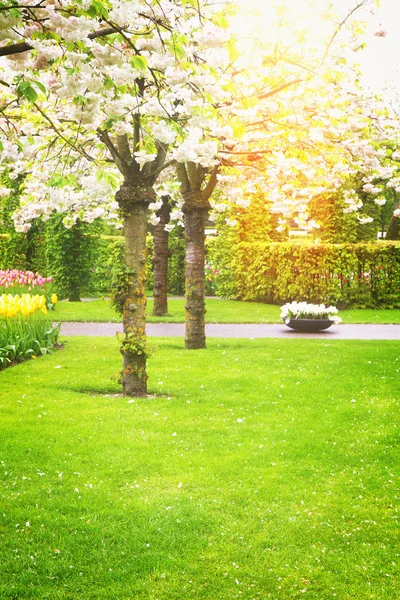 Primavera árvores florescentes — Fotografia de Stock