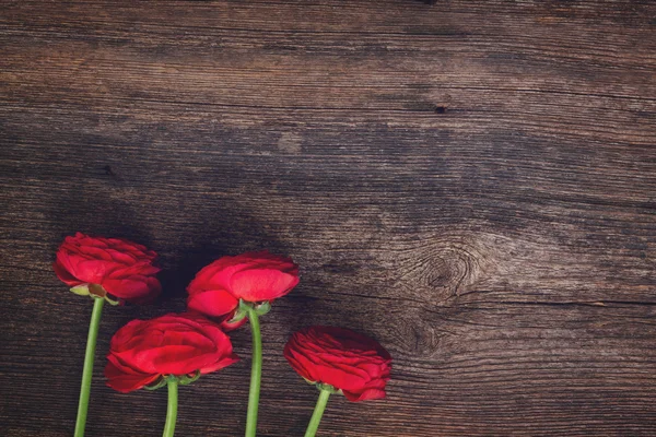 Red ranunculus flowers — Stock Photo, Image