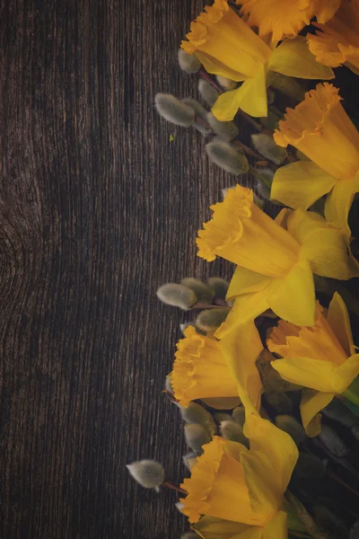 Narciso primaveral con amentos — Foto de Stock