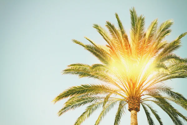 Palm tree med solsken — Stockfoto