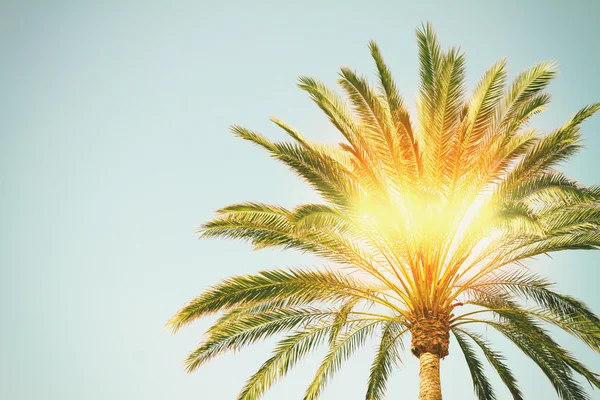 Palmera con sol —  Fotos de Stock