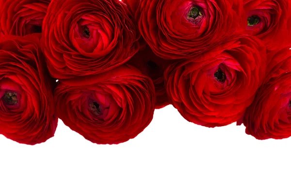 Virágok piros Boglárka — Stock Fotó