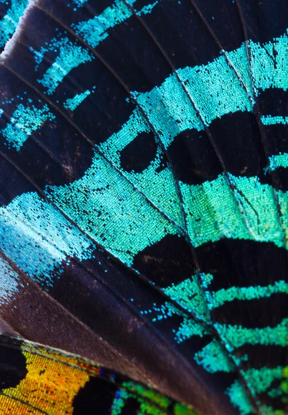 Ala de mariposas multicolores —  Fotos de Stock