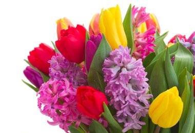 sümbüller ve laleler