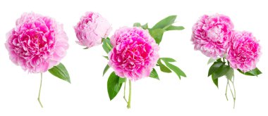 Pembe şakayık çiçekleri