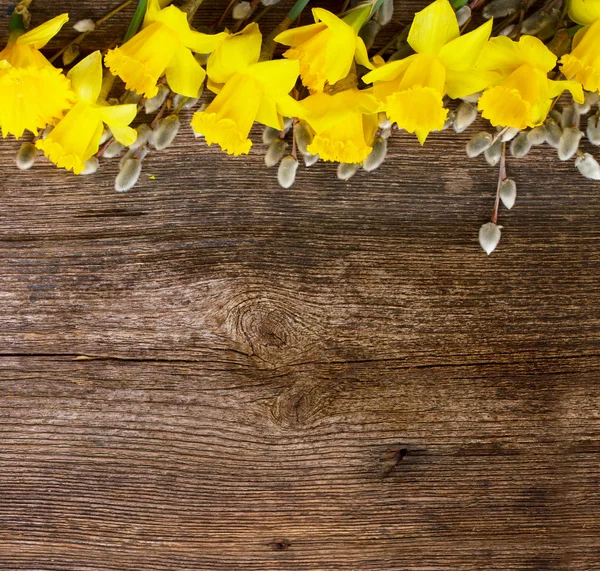 Spring narcissus with catkins — Stock Photo, Image