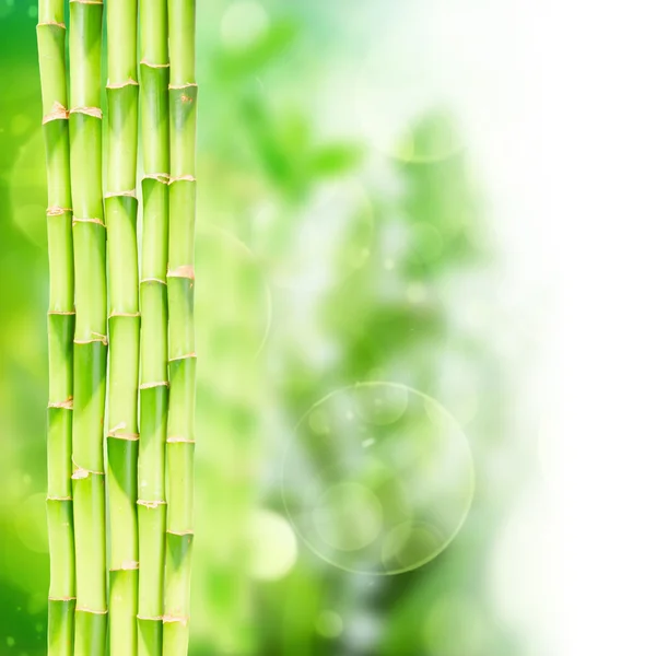 Grüne Bambusstämme — Stockfoto