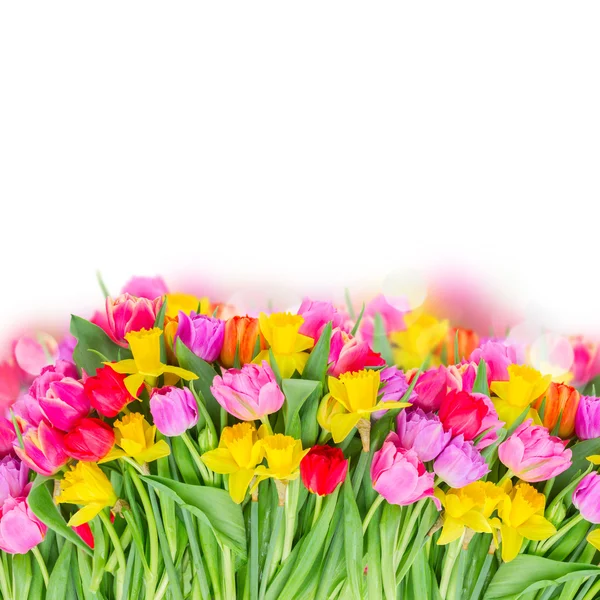 Bouquet of  pink, purple and red  tulips — Stock Photo, Image