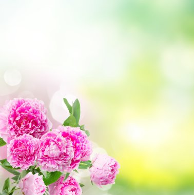 pembe şakayık kenarı