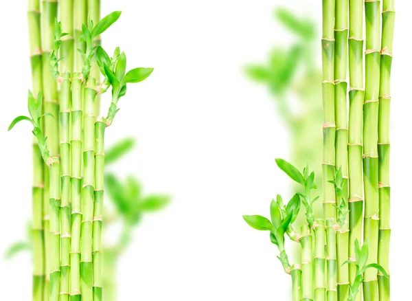 Green bamboo stems — Stock Photo, Image