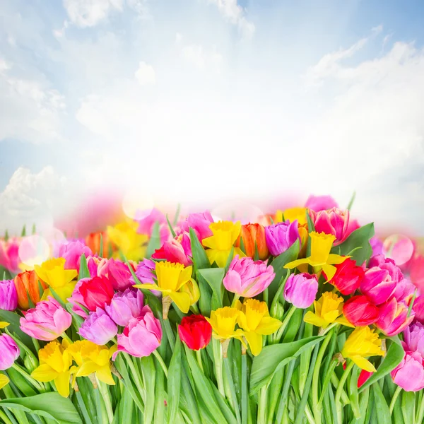 Bouquet of  pink, purple and red  tulips — Stock Photo, Image