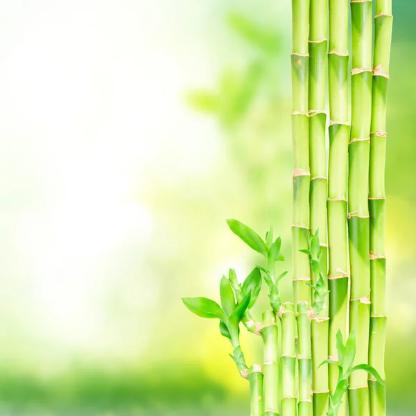 Yeşil bambu sapları — Stok fotoğraf