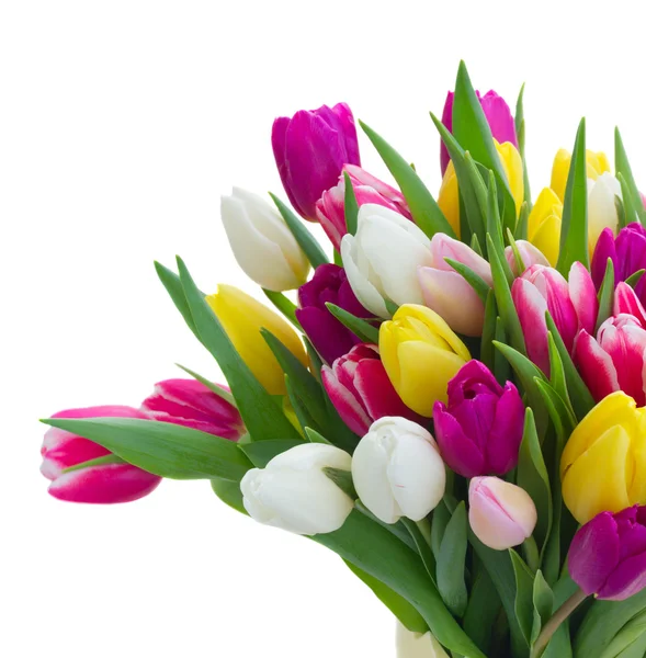 Bouquet of  pink, purple and white  tulips — Stock Photo, Image