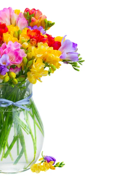 신선 한 프리지아 꽃들 — 스톡 사진