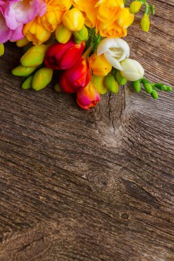 taze frezya çiçekleri