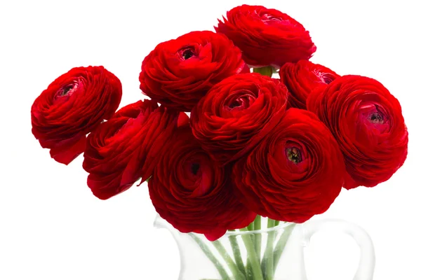 Red ranunculus flowers — Stock Photo, Image