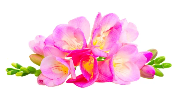 Świeże kwiaty freesia — Zdjęcie stockowe