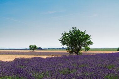 ağacı ve lavanta alan