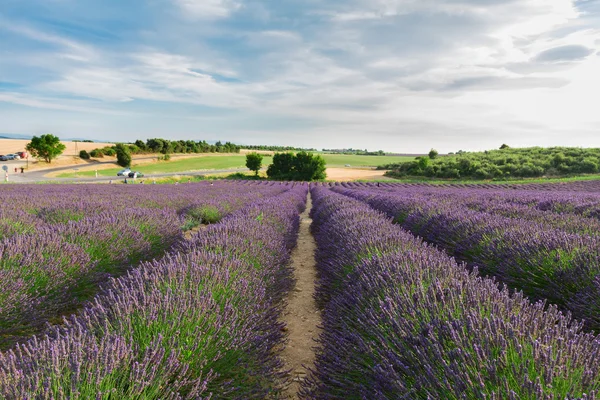 Campo de verano de lavanda — Foto de Stock