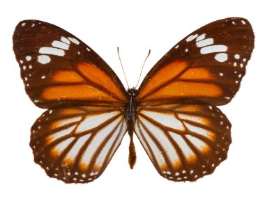 siyah damarlı kaplan kelebek