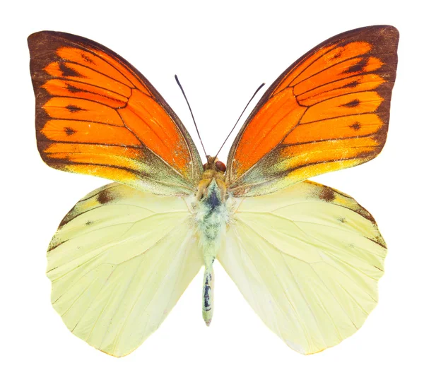 Hebomoia leucippe mariposa — Foto de Stock