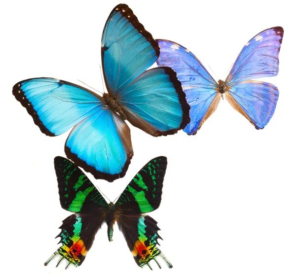 Moldura de borboleta multicolorida — Fotografia de Stock