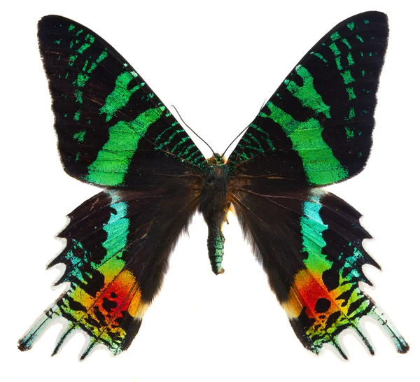 Chrysiridia rhipheus borboleta — Fotografia de Stock