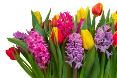 sümbüller ve laleler